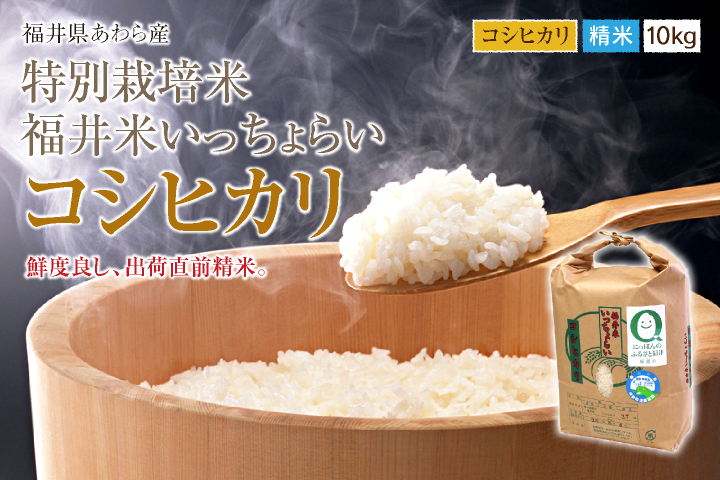 福井県あわら産 特別栽培米コシヒカリ 精米 10kg