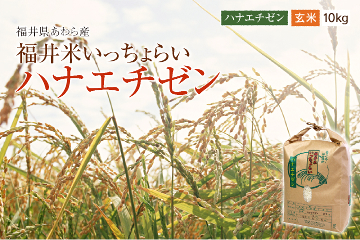 福井県あわら産 ハナエチゼン 玄米 10kg